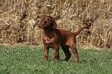 SETTER IRLANDAIS 172